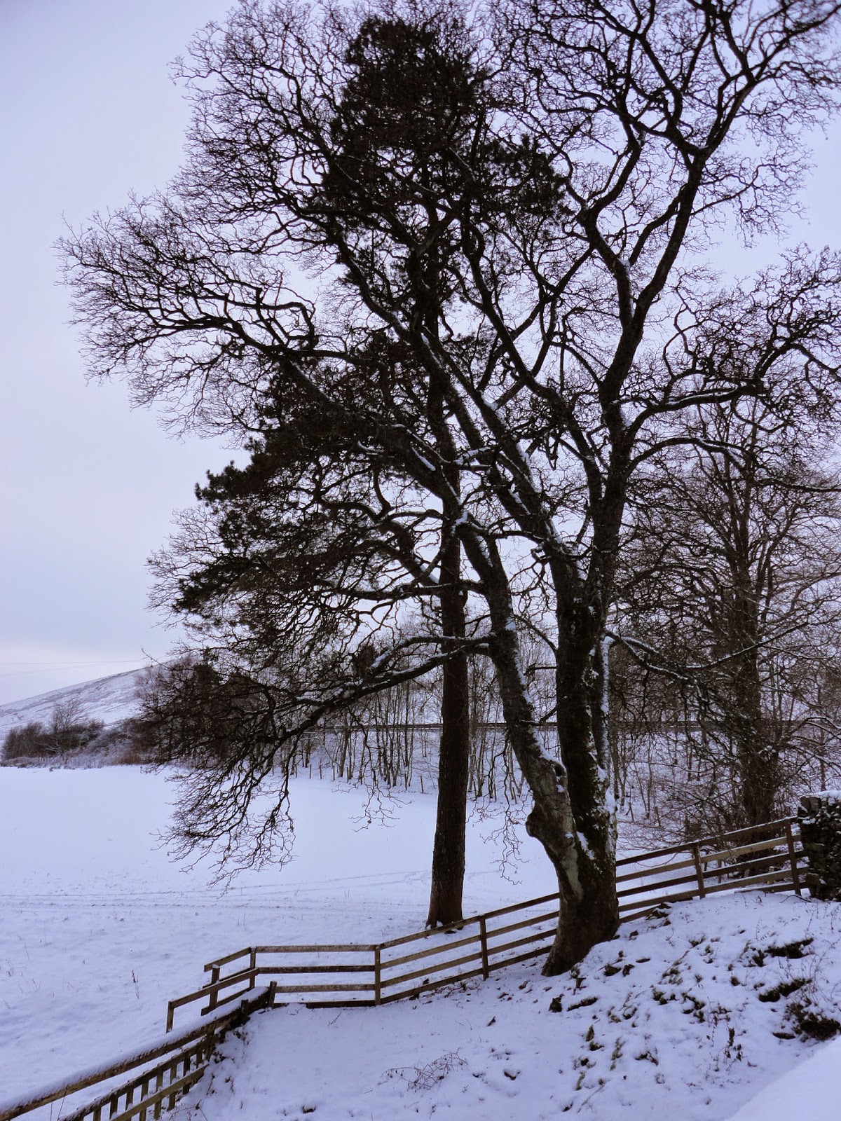 country farm landscape with trees, hills and snow in winter in scotland