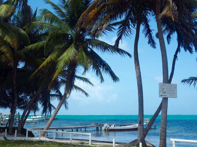 Palm trees at the beach on Caye Caulker, Belize