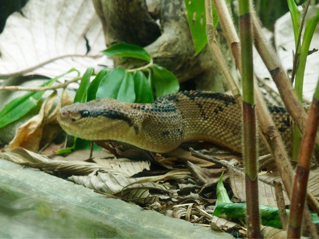 Bushmaster snake at Monteverde Herpatarium, Costa Rica