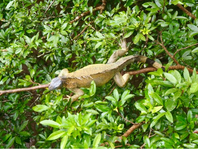 Iguana in a tree outside La Fortuna, Costa Rica
