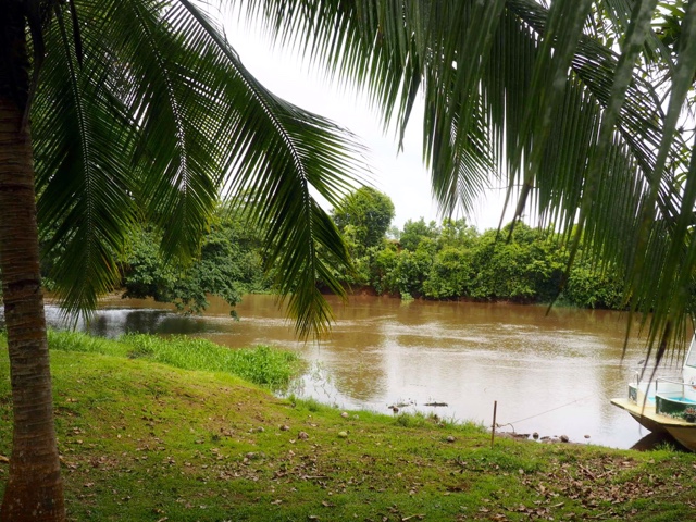 View of river and palm trees at Caño negro outside La Fortuna, Costa Rica