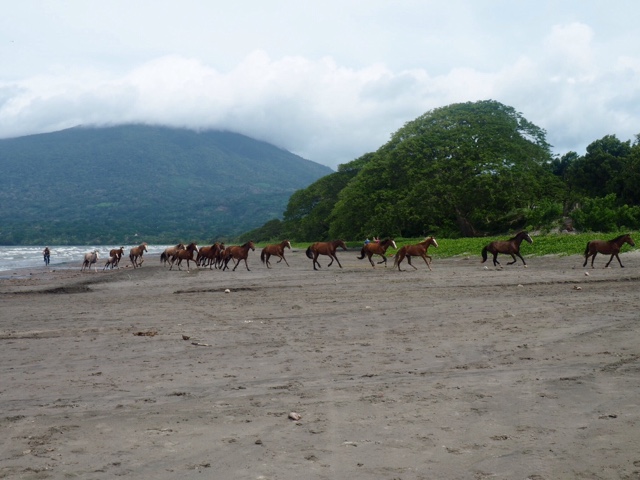 Horses on Santo Domingo beach, Ometepe Island, Nicaragua