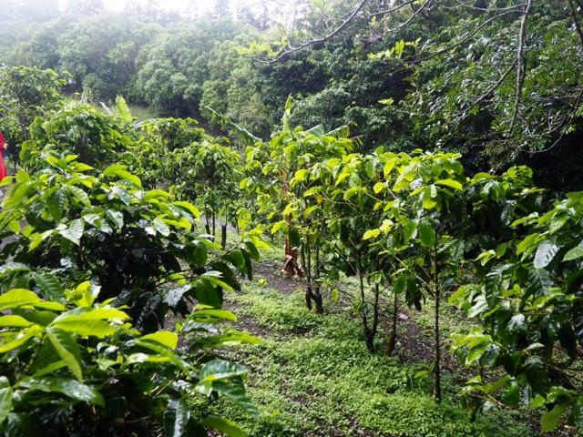 Coffee plants at Don Juan plantation, Monteverde, Costa Rica