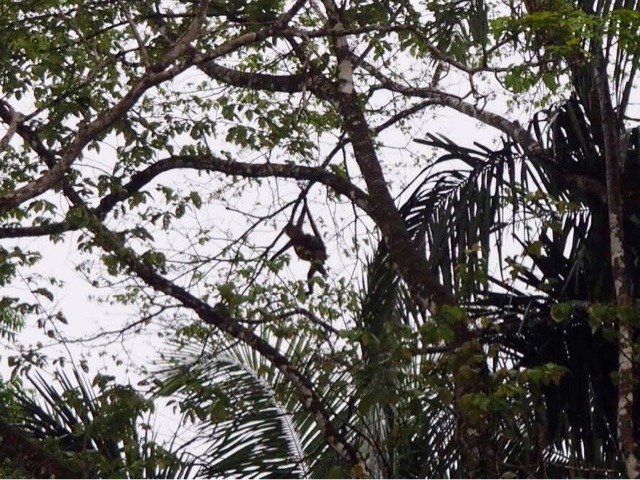 Mother and baby spider monkey in the treetops of Caño Negro, Costa Rica