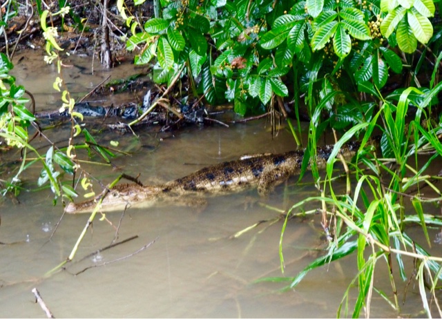 Caiman in Caño negro, Costa Rica