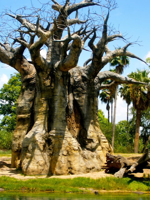 Baobab tree in Animal Kingdom, Disney World, Florida