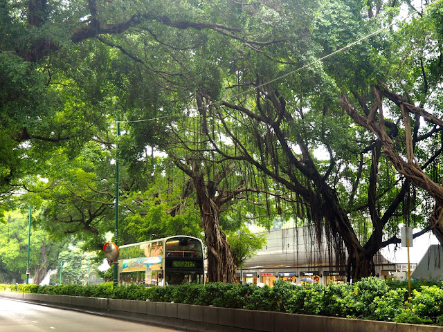 Nathan Road overhung with trees & branches in TST, Kowloon, Hong Kong