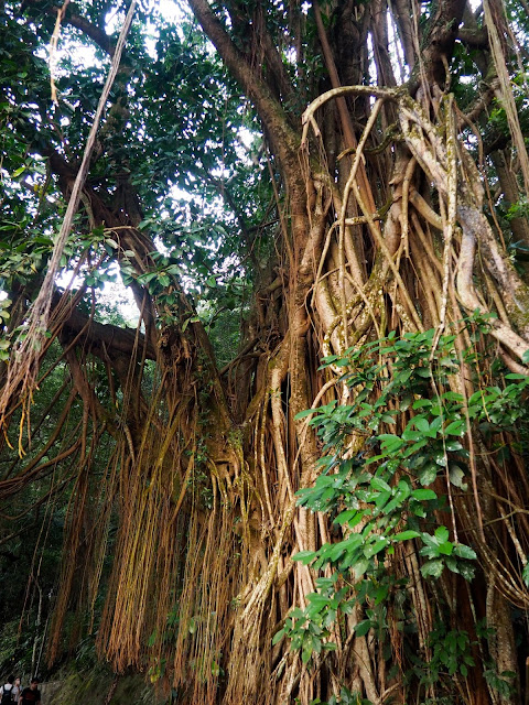 Trees with huge roots and hanging vines on the Peak Circle Walk | Hong Kong