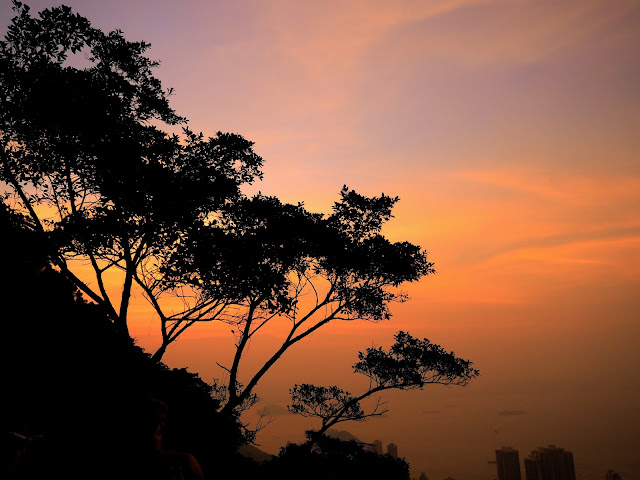 Tree silhouette against the sunset on the Peak Circle Walk | Hong Kong