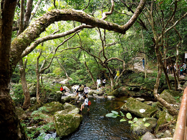 Stream near Bride's Pool, in the forest of Plover Cove Country Park, New Territories, Hong Kong