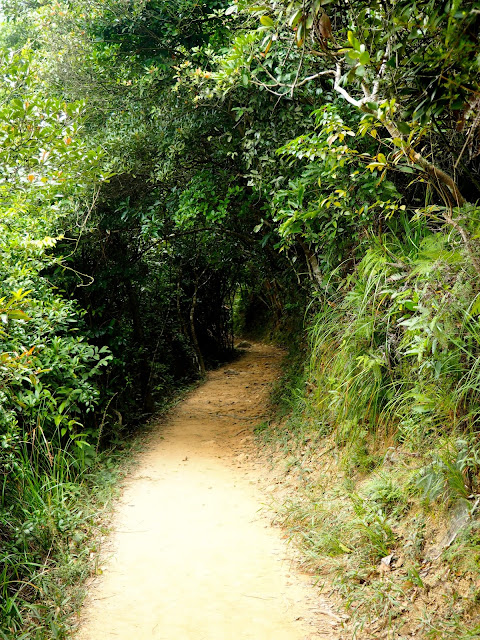 Forest path lined with trees on Dragon's Back trail, Hong Kong island