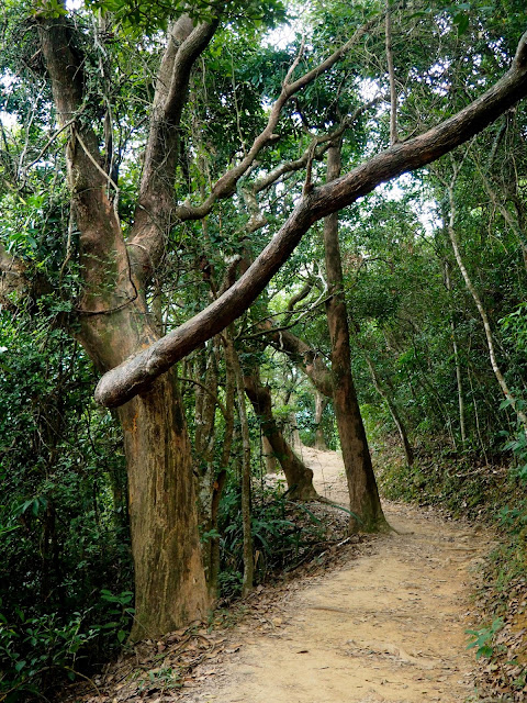 Trees along the forest path of Dragon's Back trail, Hong Kong Island