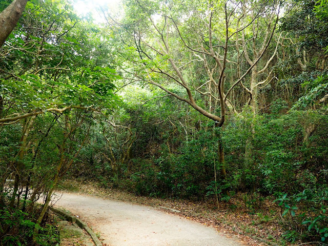 Forest path through trees on Dragon's Back trail, Hong Kong Island