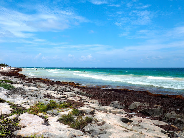 Seaweed on the rocks, and turquoise ocean waters by Tulum beach, Mexico