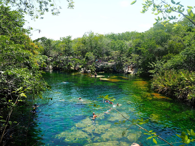 Clear blue jungle lagoon - Cenote Jardin del Eden, near Tulum, Mexico