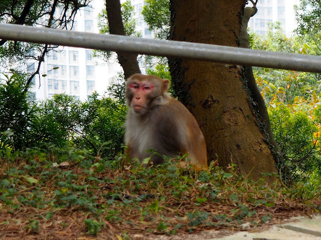 Monkey on the side of Sha Tin Pass Road, on the Lion Rock trail, Hong Kong