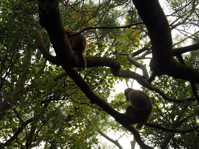 Monkeys in the trees around the Lion Rock hiking trail, Hong Kong