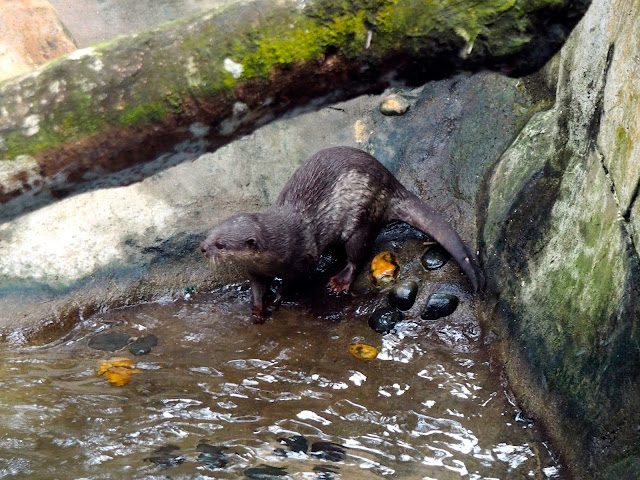 Otter in Ocean Park, Hong Kong