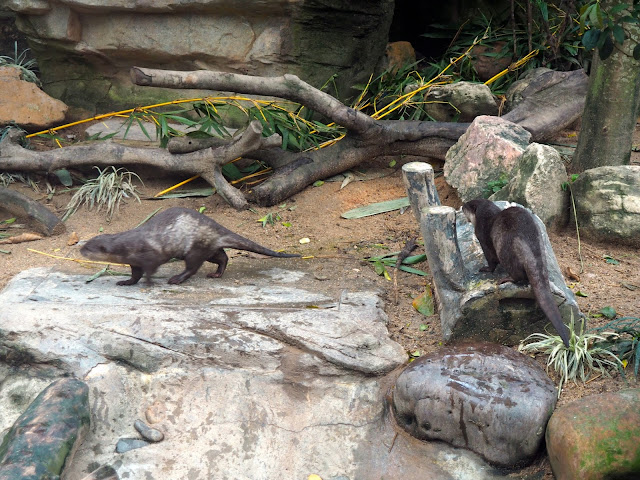 Otter exhibit in Ocean Park, Hong Kong