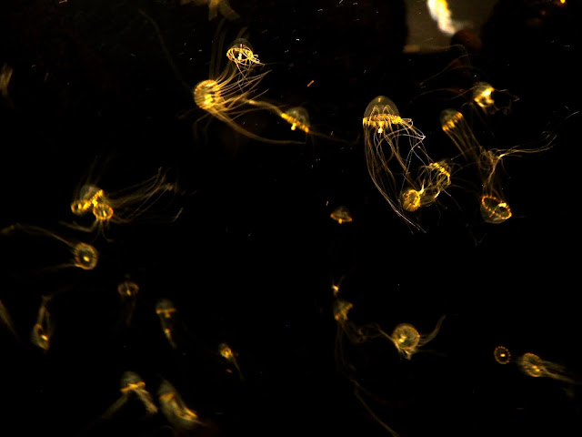 Tiny glowing jellyfish in Sea Jelly Spectacular exhibit, Ocean Park, Hong Kong