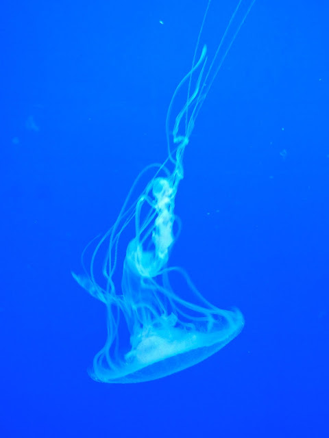Blue glowing jellyfish upside down in Ocean Park, Hong Kong