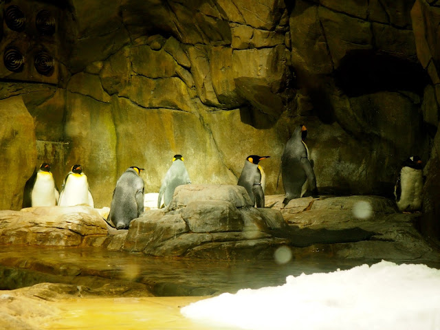 Emperor Penguins in South Pole Spectacular exhibit, Ocean Park, Hong Kong