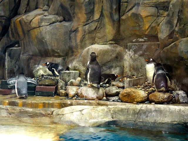 Penguins in the South Pole Spectacular exhibit, Ocean Park, Hong Kong