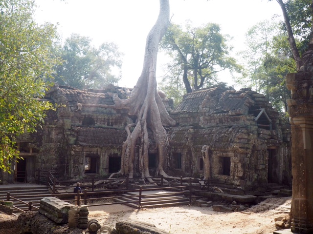 Tree growing out the ruins of Ta Prohm temple, Angkor park, Cambodia