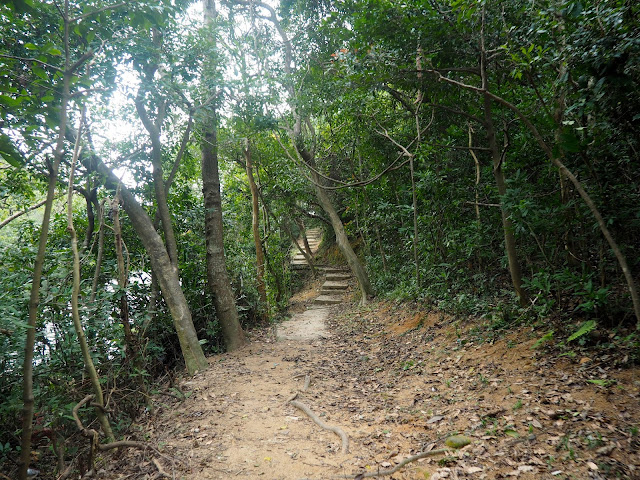 Trail through the forest on Monkey Mountain hike, New Territories, Hong Kong