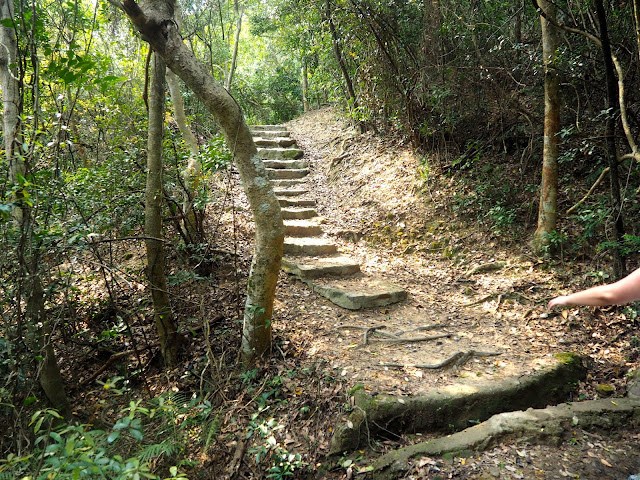 Stairs on the forest trail in Kam Shan Country Park on the Monkey Mountain hike, New Territories, Hong Kong