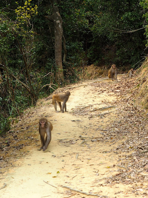 Monkeys on the trail in Kam Shan Country Park on the Monkey Mountain hike, New Territories, Hong Kong