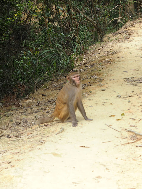 Monkey on the walking trail on Monkey Mountain hike, New Territories, Hong Kong