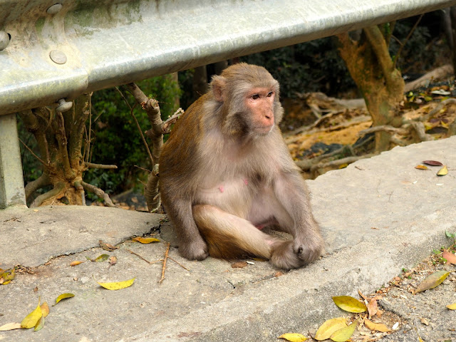 Monkey by the roadside on Monkey Mountain hike, New Territories, Hong Kong