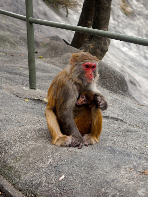 Monkey with baby on Monkey Mountain hike, New Territories, Hong Kong