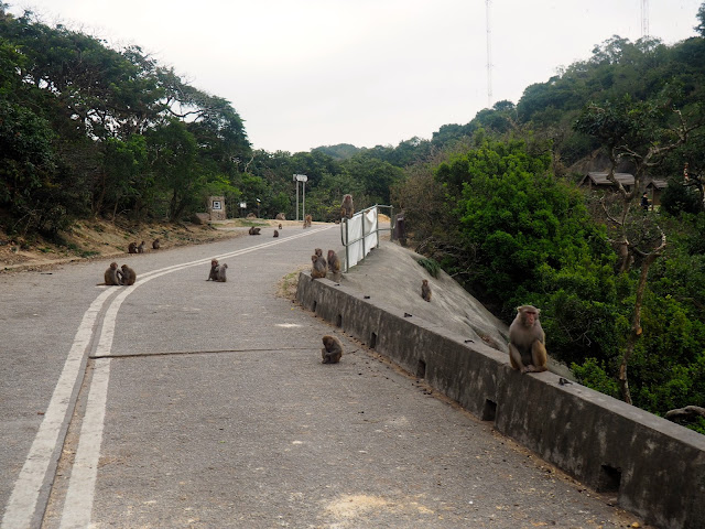Monkeys all over Golden Hill Road, at the end of Monkey Mountain hike, New Territories, Hong Kong