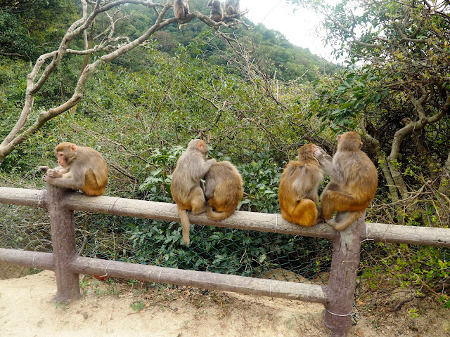 Monkeys grooming by the road side at the end of Monkey Mountain hike, New Territories, Hong Kong