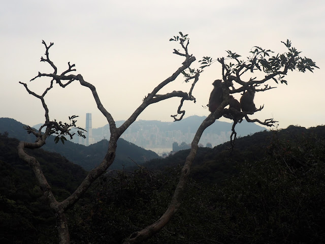 Monkeys in a tree with view overlooking Central skyline, the Peak and the ICC, at the end of Monkey Mountain hike, New Territories, Hong Kong