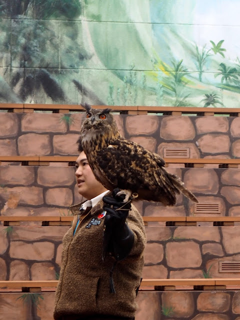 Owl in the Emperors of the Sky bird show at Ocean Park, Hong Kong
