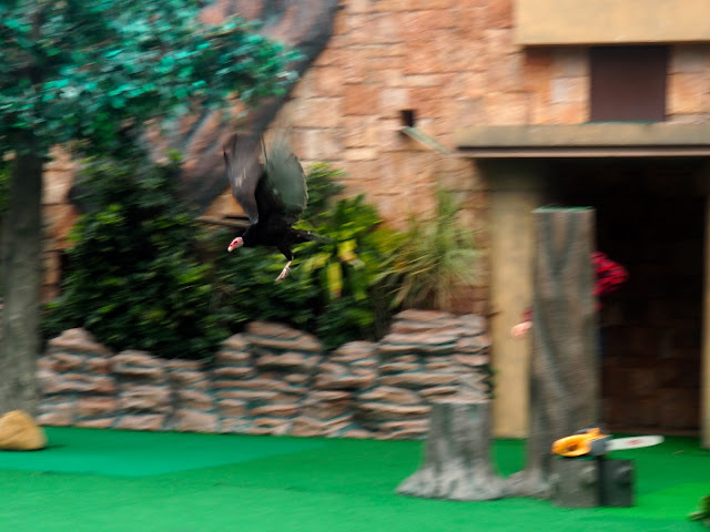 Vulture in flight during the Emperors of the Sky bird show at Ocean Park, Hong Kong