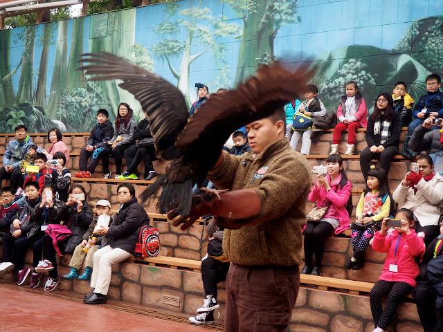 Vulture in the bird show at Ocean Park, Hong Kong