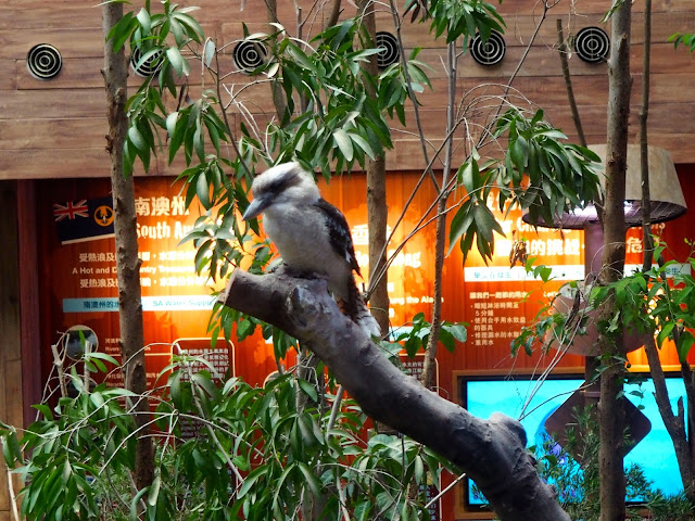 Kookaburra in the Australia exhibit in Ocean Park, Hong Kong