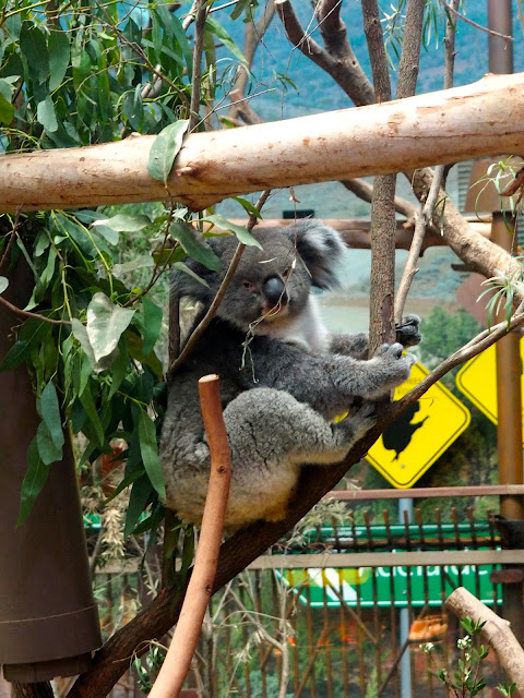 Koala in the Australia exhibit of Ocean Park, Hong Kong