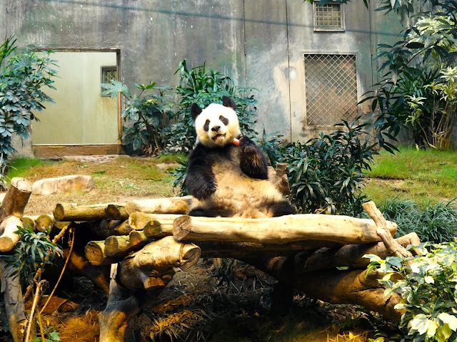 Giant panda eating food in the Sichuan Treasures exhibit in Ocean Park, Hong Kong