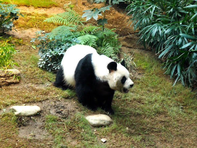 An An the giant panda, in the Sichuan Treasures exhibit of Ocean Park, Hong Kong