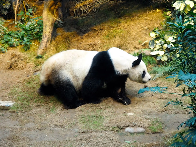 An An the giant panda in the Sichuan Treasures exhibit of Ocean Park, Hong Kong