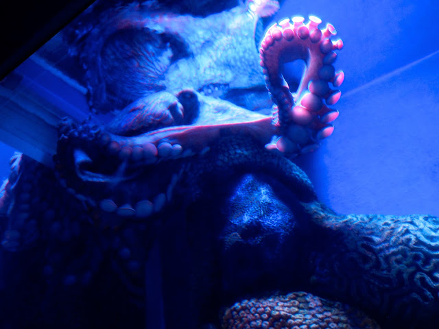 Octopus in the Grand Aquarium, Ocean Park, Hong Kong