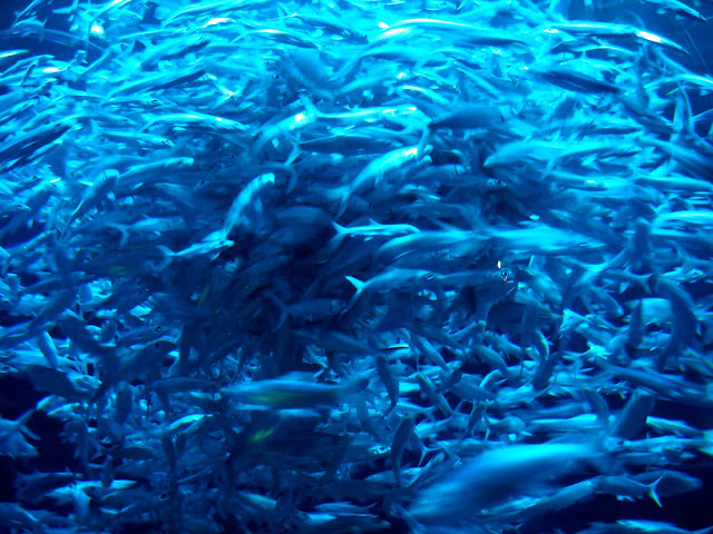 Massive school of silver fish in the Grand Aquarium, Ocean Park, Hong Kong