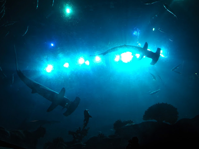 Silhouettes of hammerhead sharks, taken from below the main tank in the Grand Aquarium, Ocean Park, Hong Kong