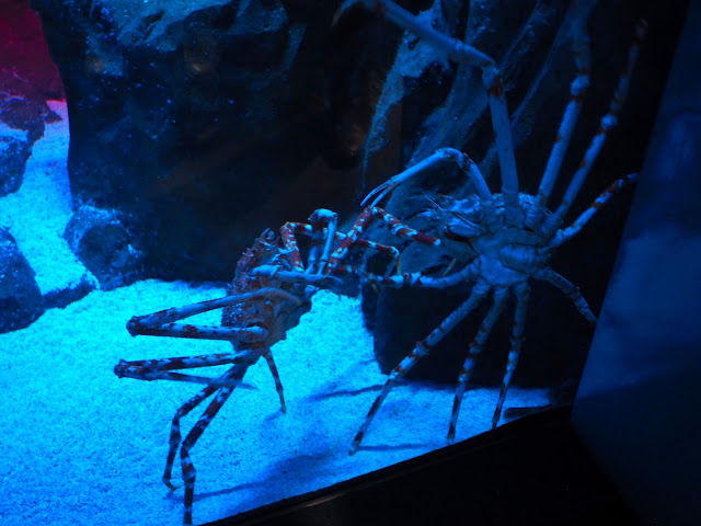 Spider crabs in the Grand Aquarium, Ocean Park, Hong Kong
