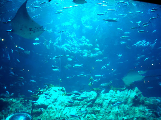 Fish and rays in the main tank of the Grand Aquarium, Ocean Park, Hong Kong